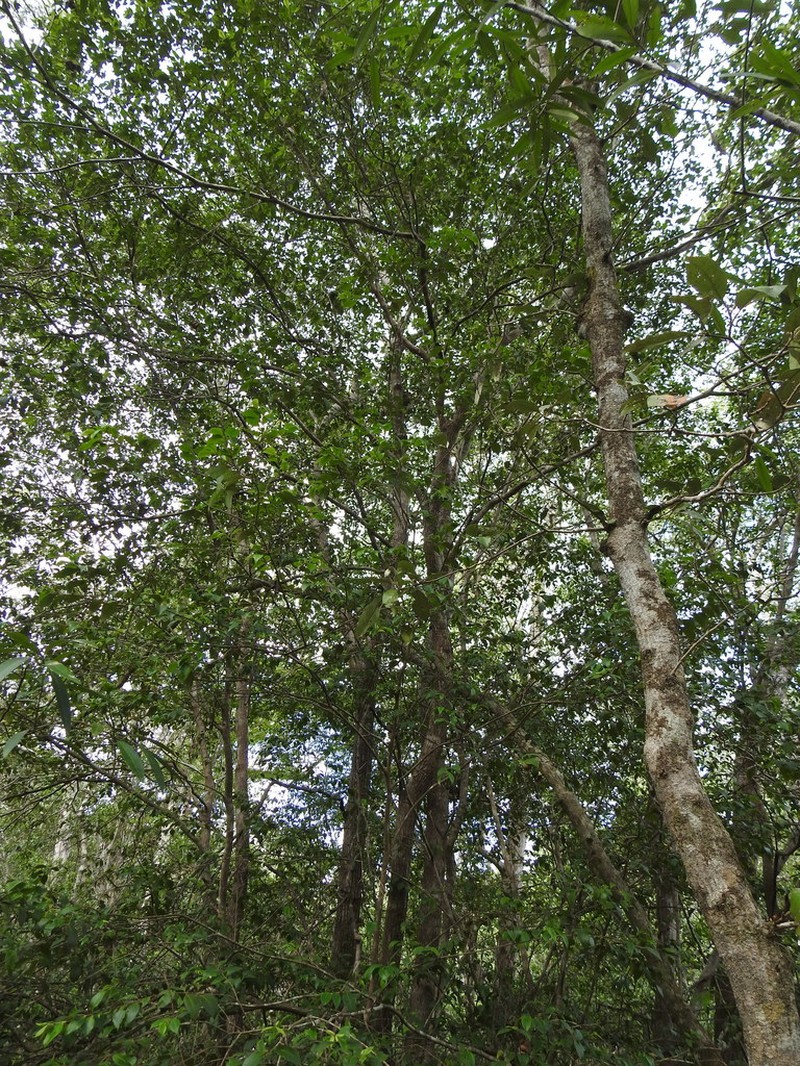 Backhousia myrtifolia photo 6