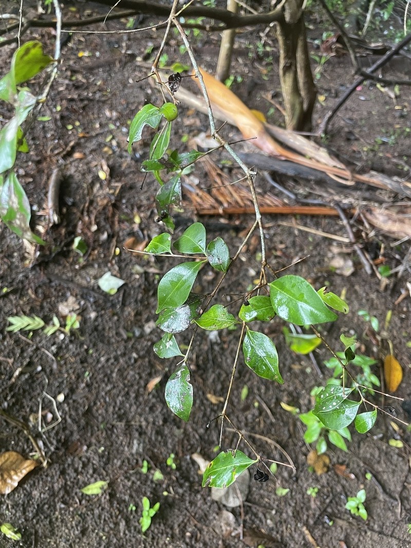 Backhousia myrtifolia photo 8