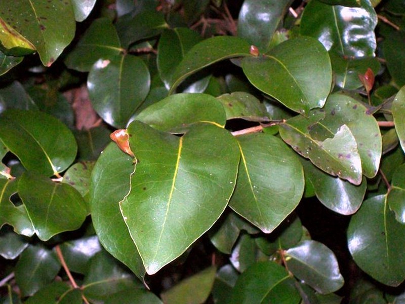Backhousia sciadophora photo 2