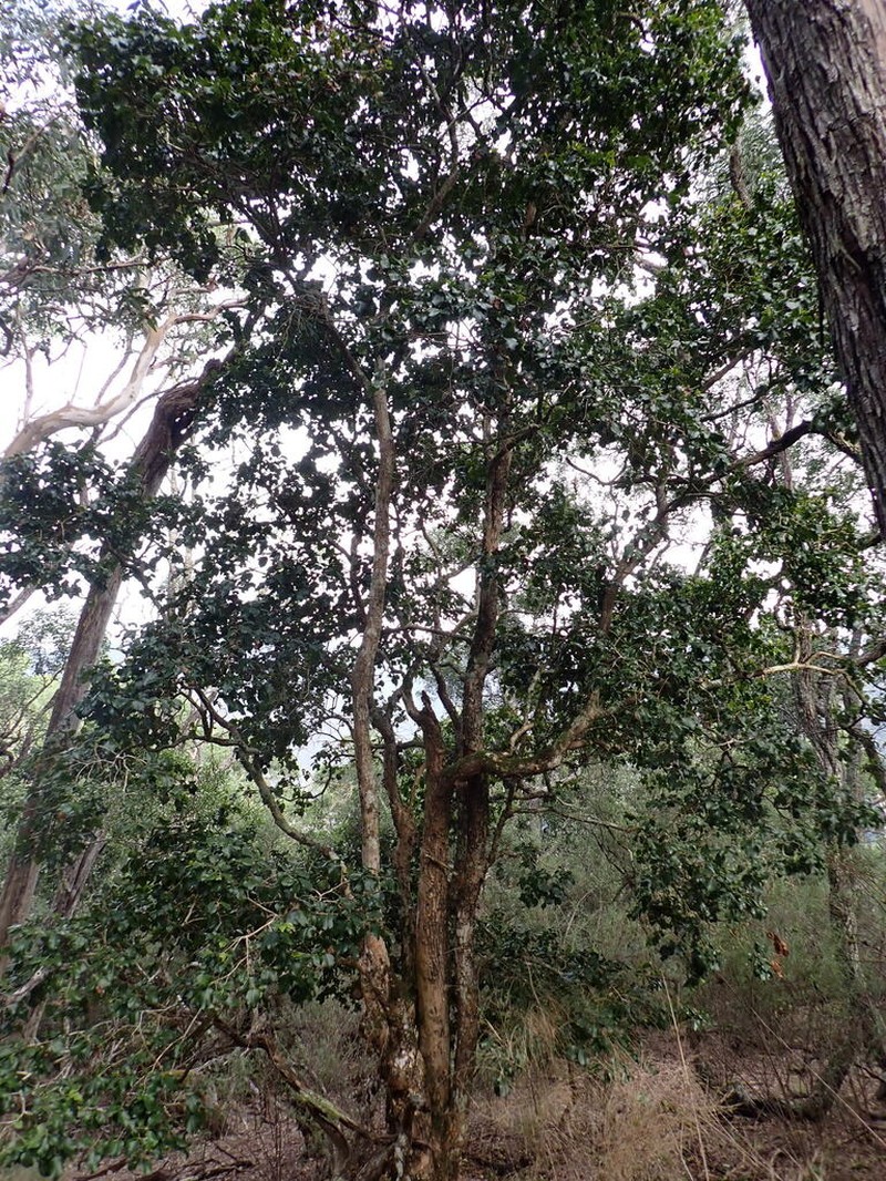 Backhousia sciadophora photo 6