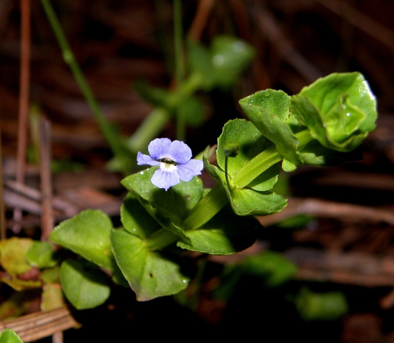 Bacopa aubletiana
