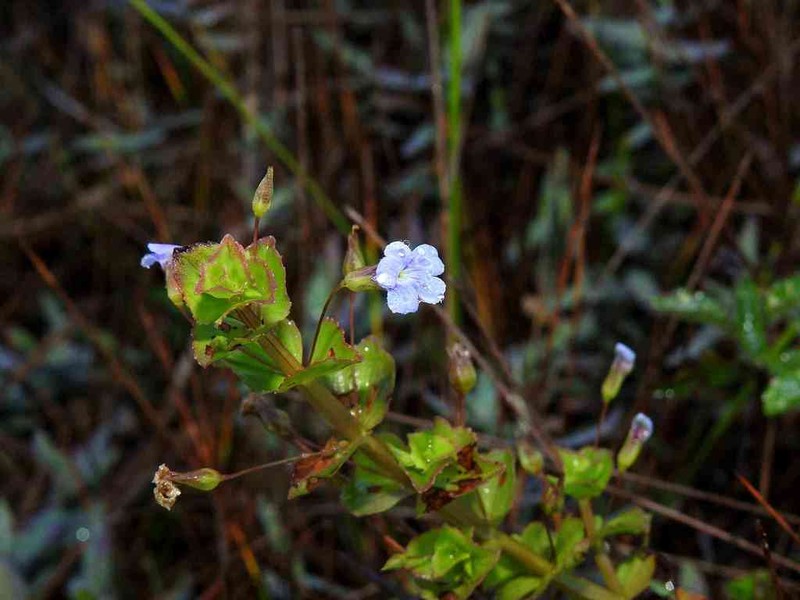 Bacopa aubletiana photo 2