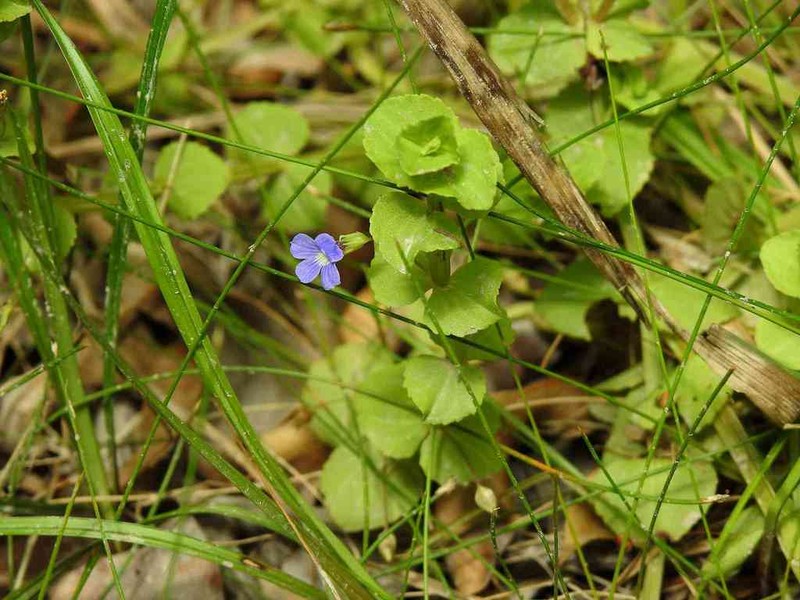Bacopa aubletiana photo 3