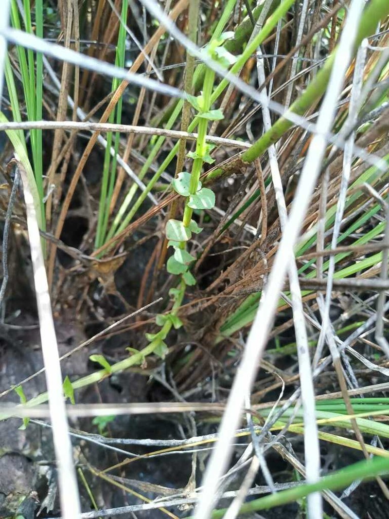 Bacopa aubletiana photo 4