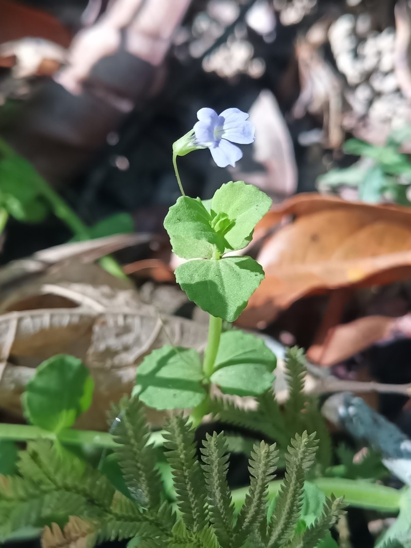 Bacopa aubletiana photo 5