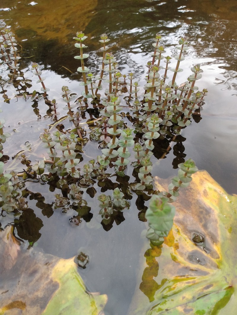 Bacopa aubletiana photo 6