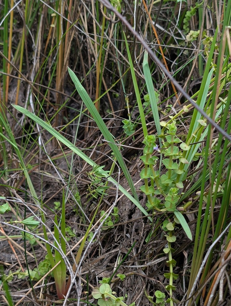 Bacopa aubletiana photo 7