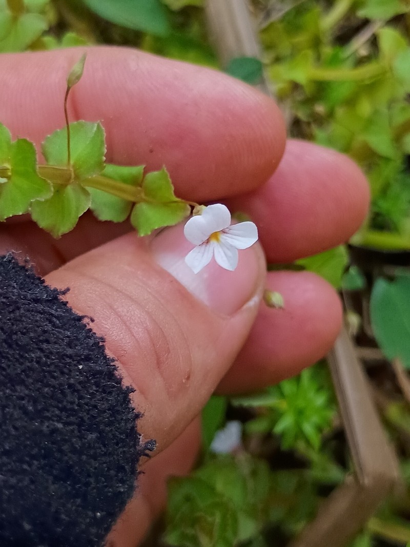 Bacopa aubletiana photo 8