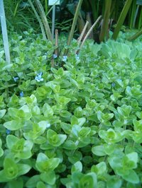 Blue Waterhyssop