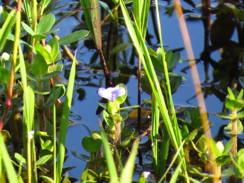 Blue Waterhyssop photo 3