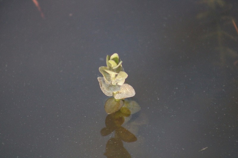Blue Waterhyssop photo 4