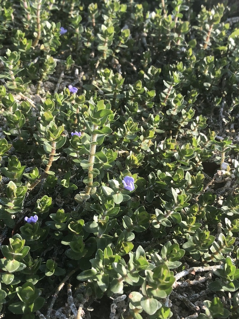 Blue Waterhyssop photo 5