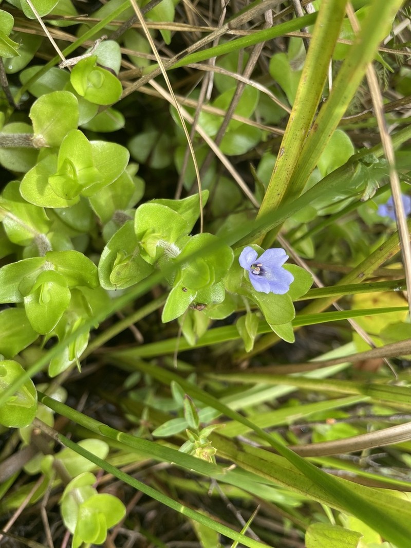 Blue Waterhyssop photo 6