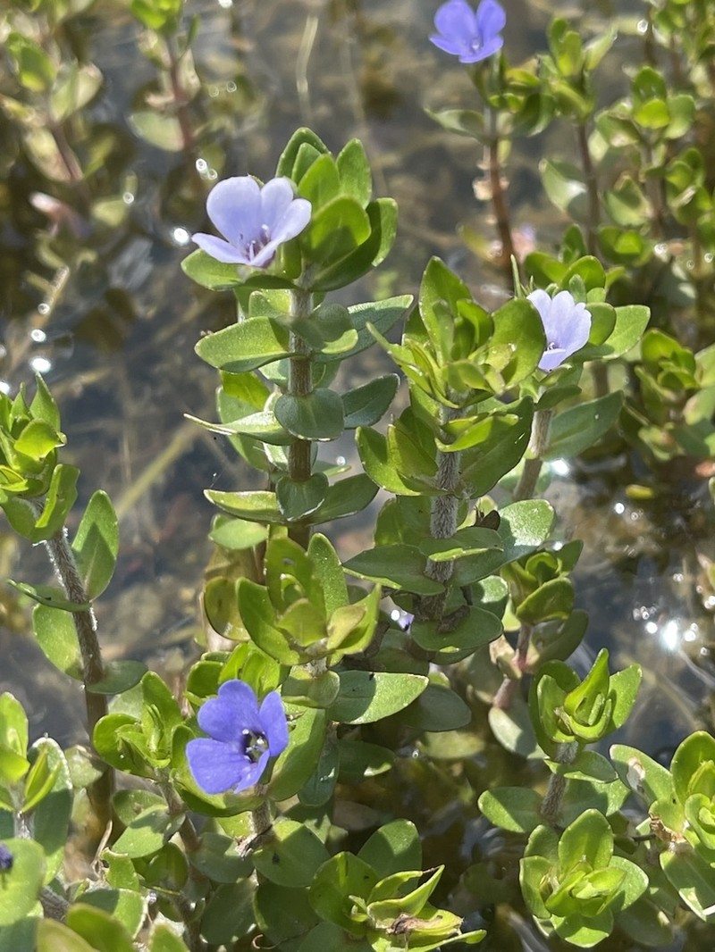 Blue Waterhyssop photo 7