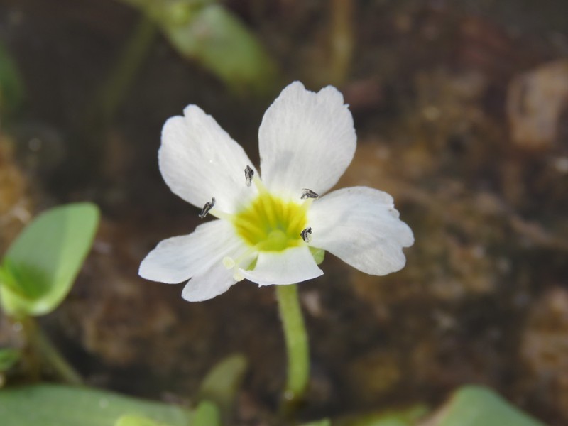 Gila River Waterhyssop