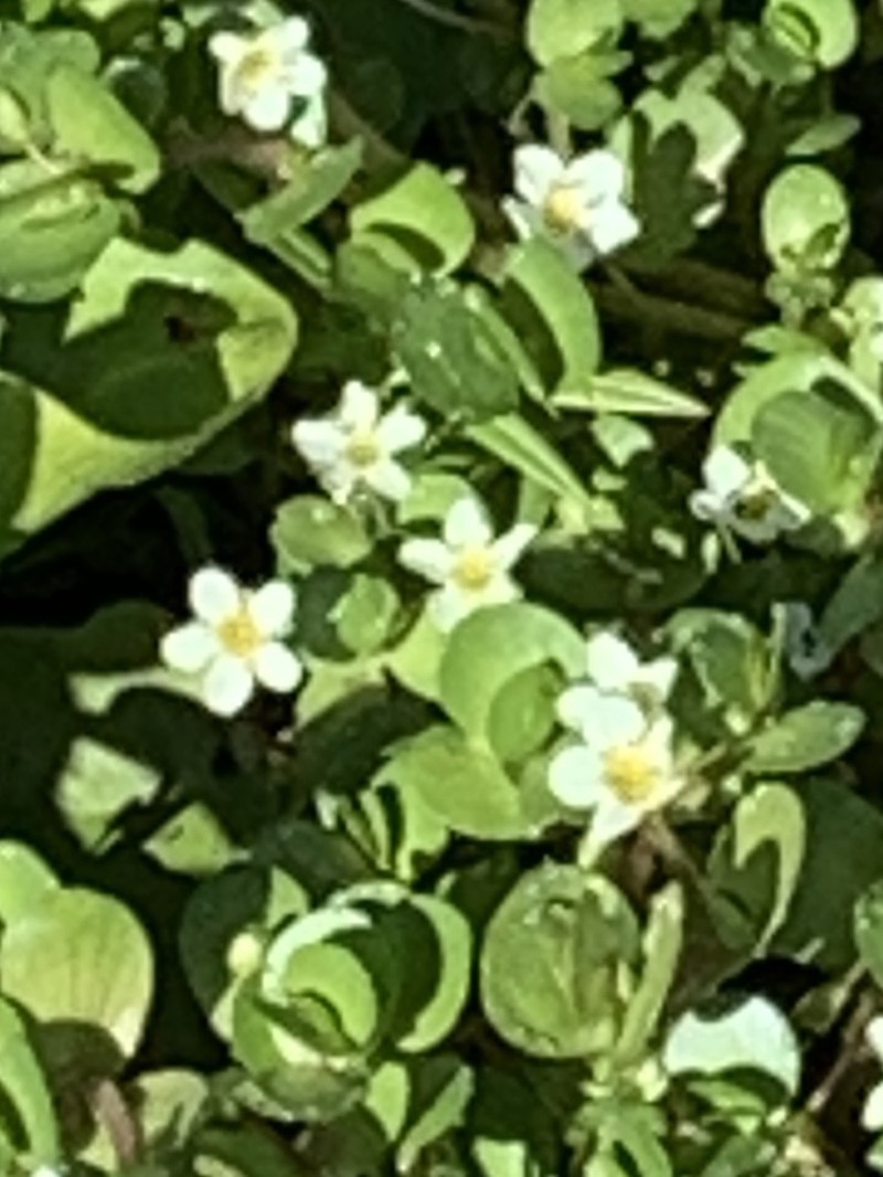 Gila River Waterhyssop photo 2