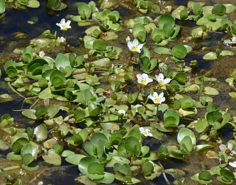 Gila River Waterhyssop photo 3