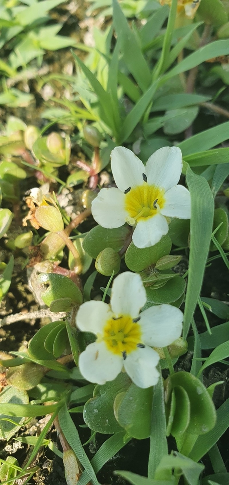 Gila River Waterhyssop photo 4