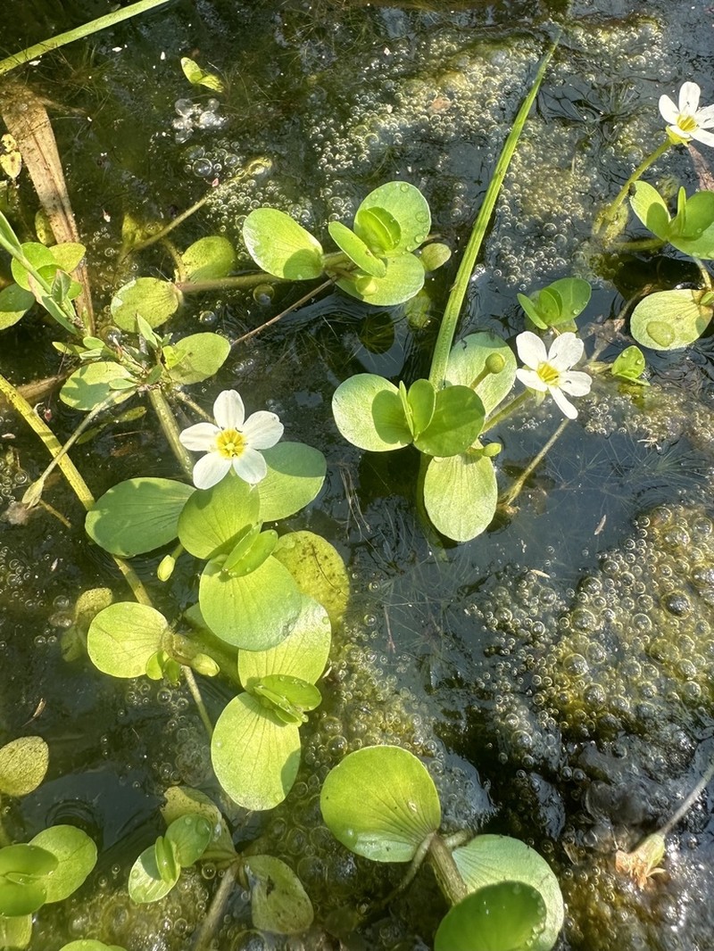 Gila River Waterhyssop photo 5