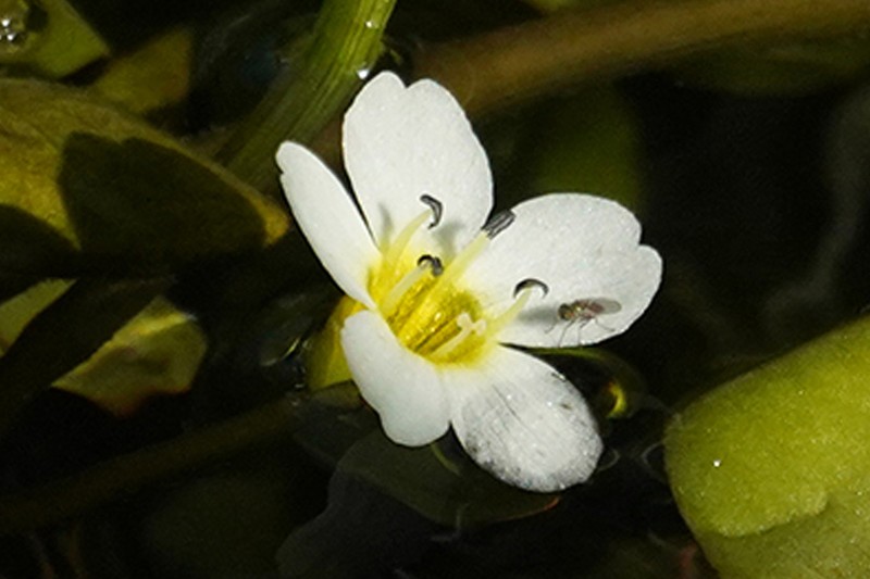 Gila River Waterhyssop photo 6