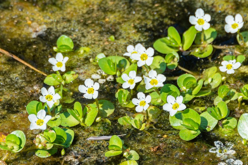 Gila River Waterhyssop photo 7