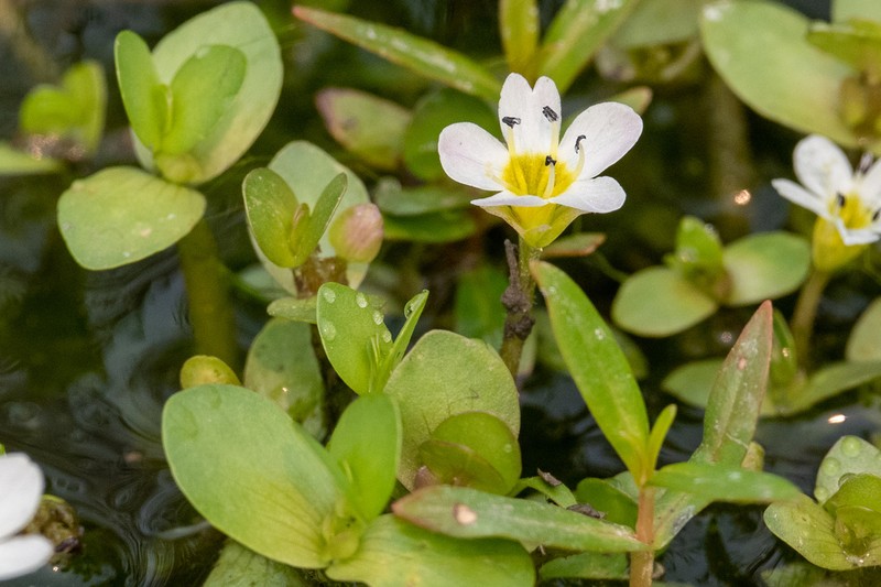 Gila River Waterhyssop photo 8