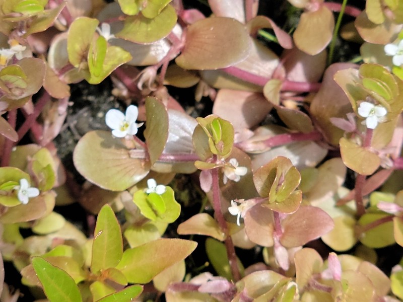Tropical Waterhyssop