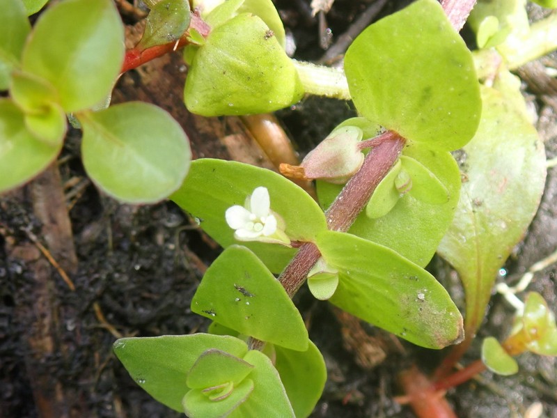 Tropical Waterhyssop photo 2
