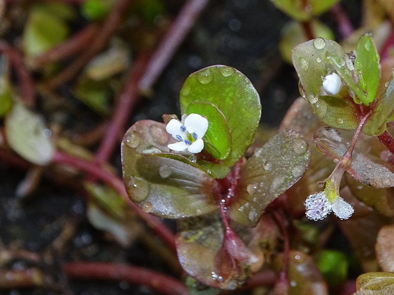 Tropical Waterhyssop photo 3
