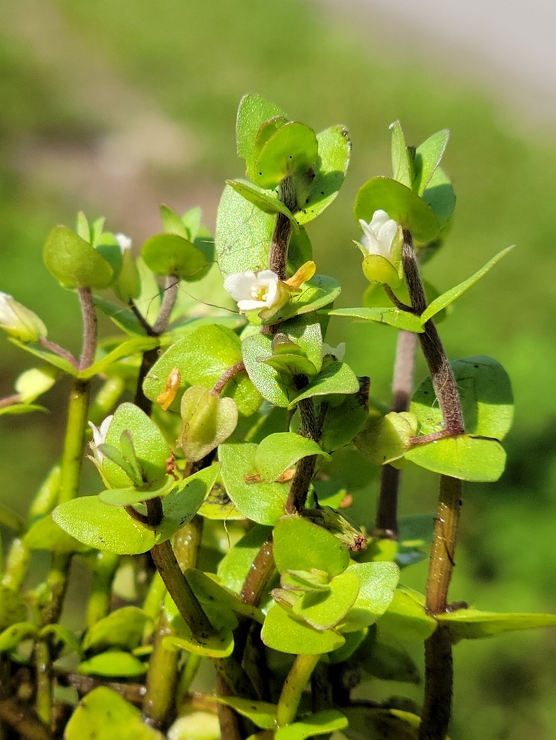 Tropical Waterhyssop photo 4
