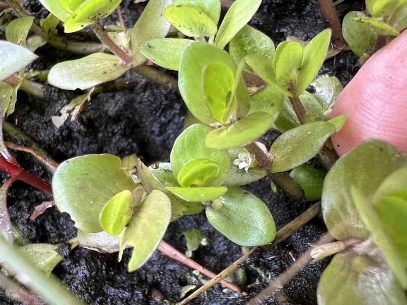 Tropical Waterhyssop photo 6