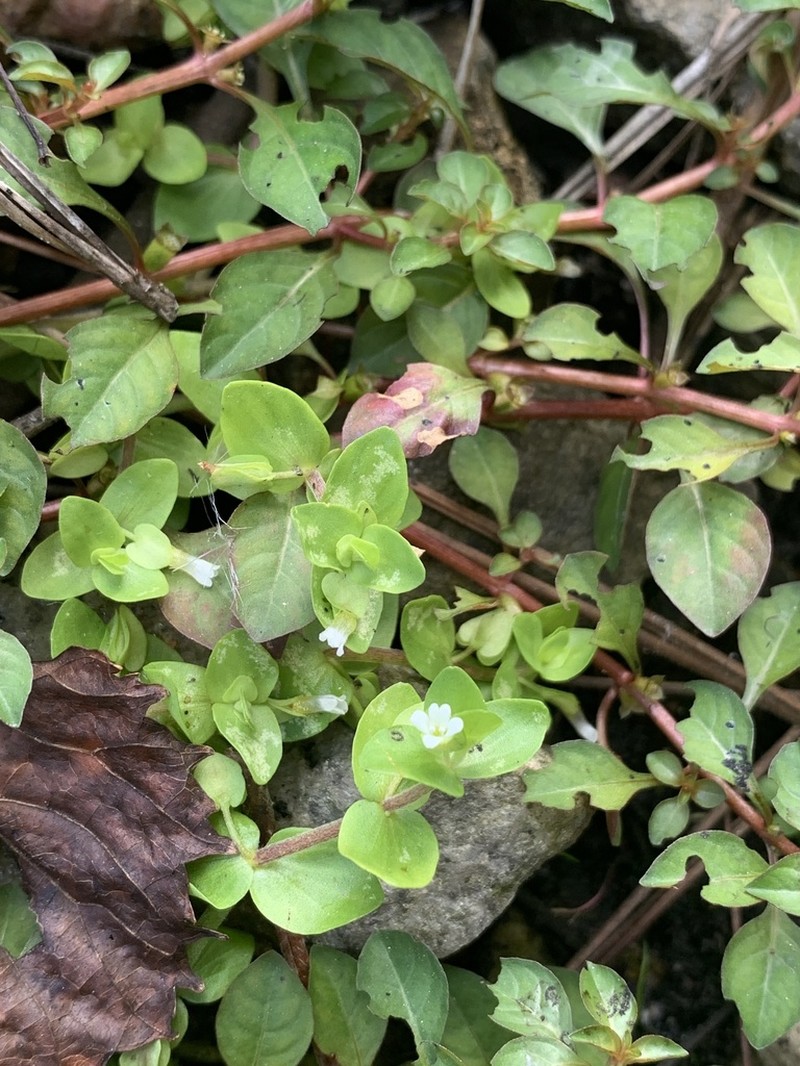 Tropical Waterhyssop photo 7