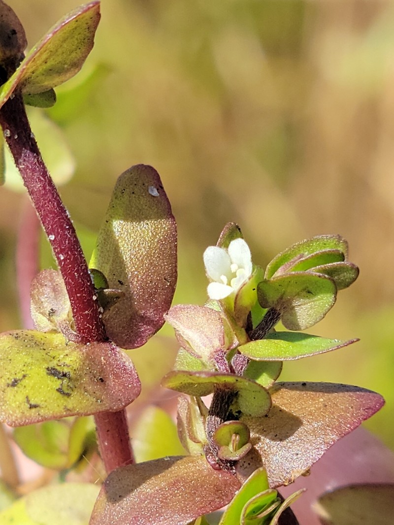 Tropical Waterhyssop photo 8