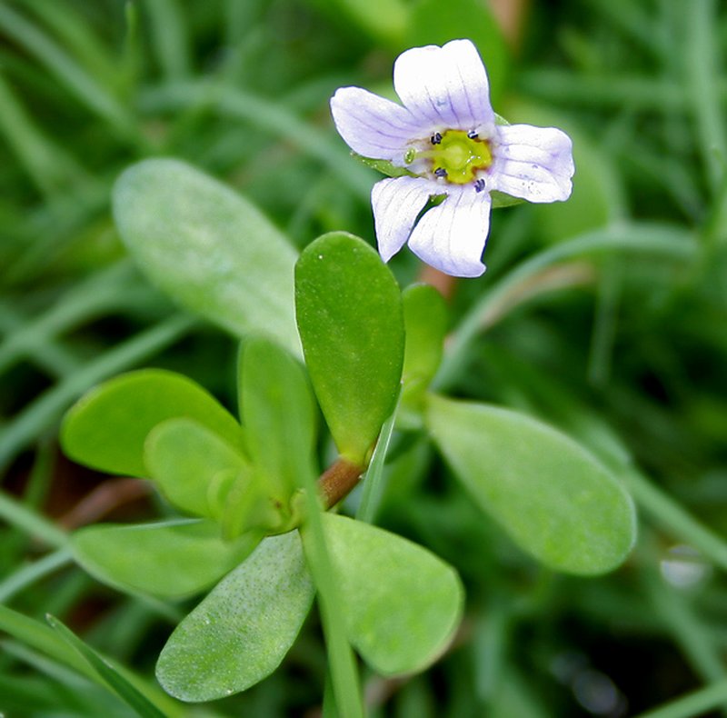 Herb Of Grace photo 2