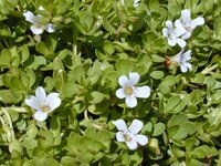 Herb Of Grace