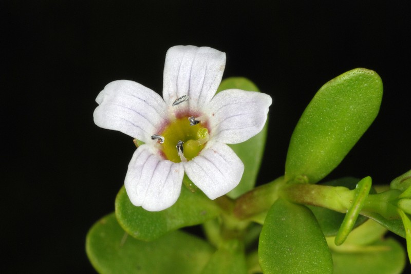 Herb Of Grace photo 3