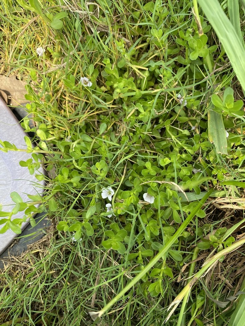 Herb Of Grace photo 4