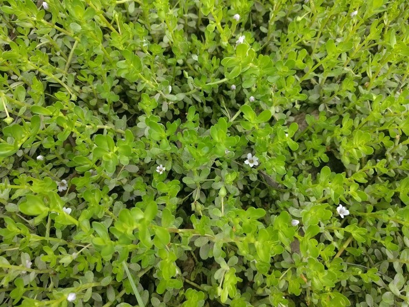 Herb Of Grace photo 5