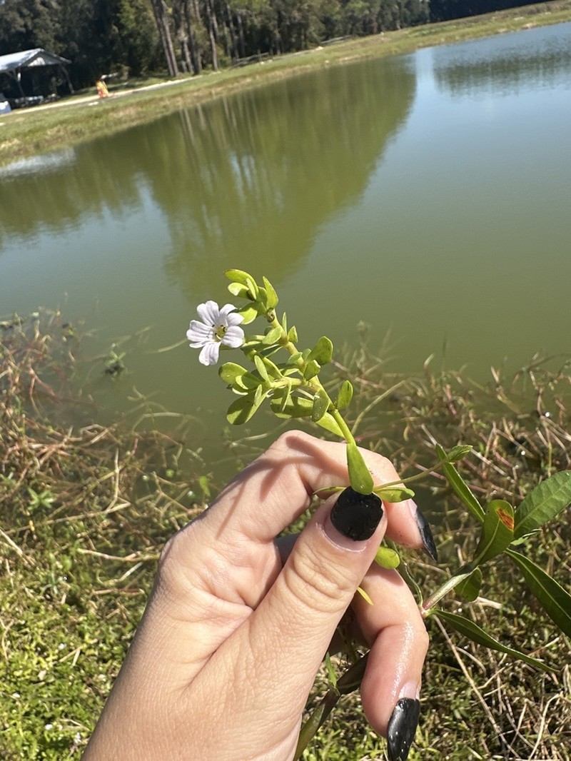 Herb Of Grace photo 6