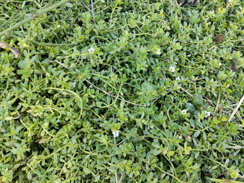 Herb Of Grace photo 7