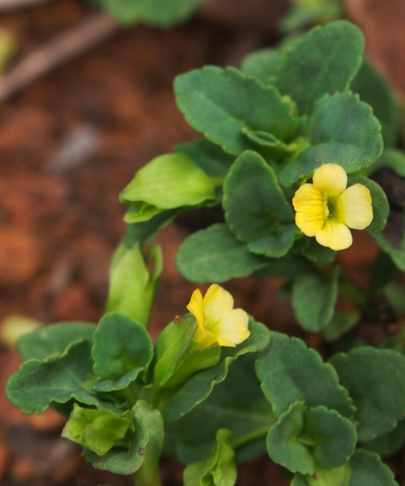 Waterhyssop
