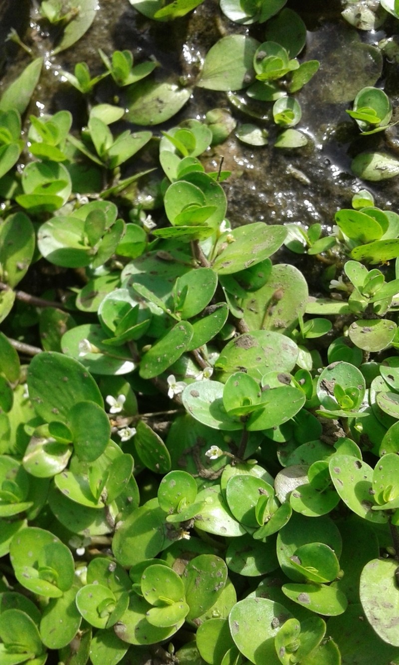 Creeping Waterhyssop