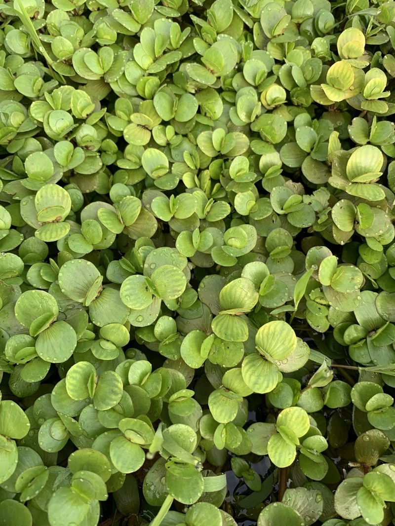 Creeping Waterhyssop photo 2