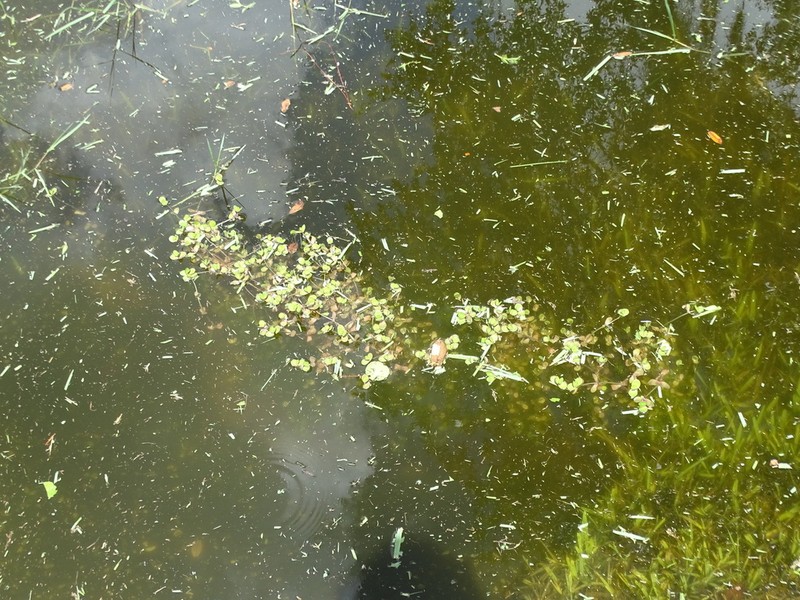 Creeping Waterhyssop photo 3