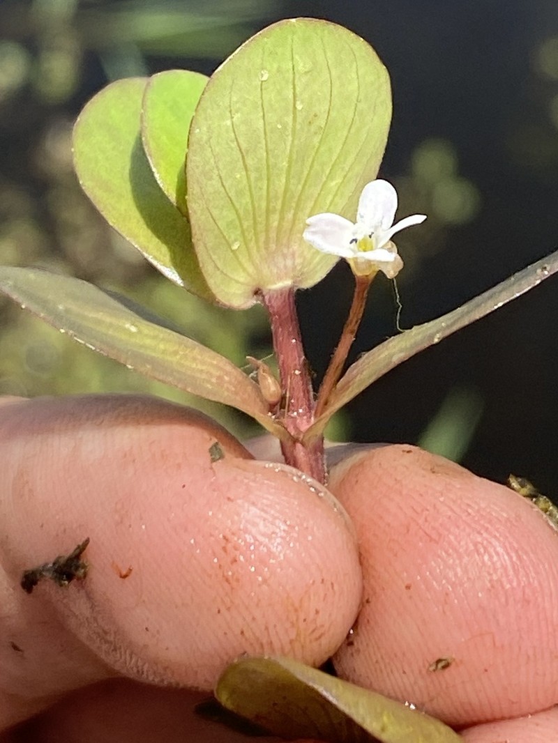 Creeping Waterhyssop photo 4