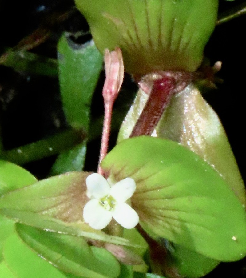 Creeping Waterhyssop photo 5