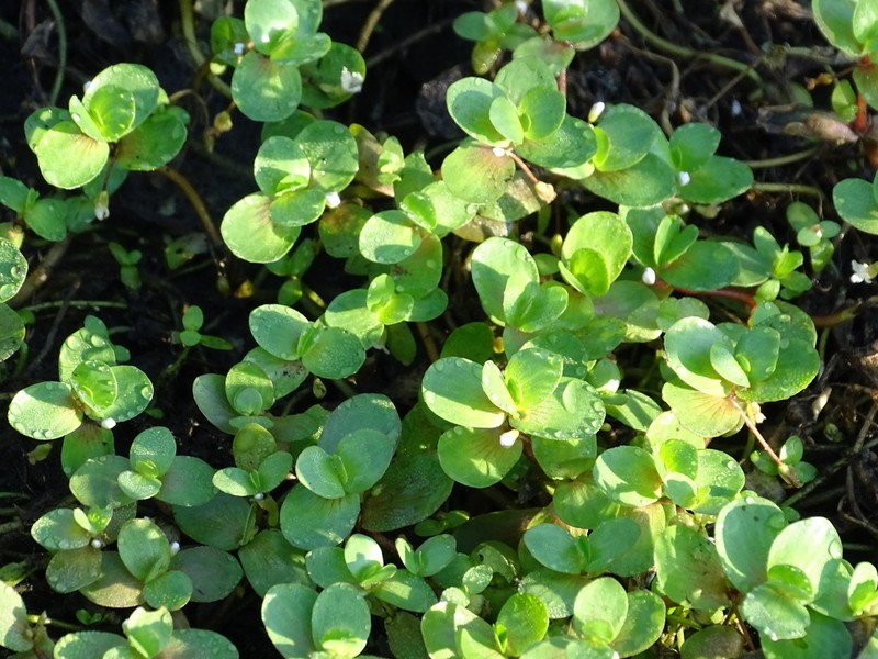 Creeping Waterhyssop photo 6