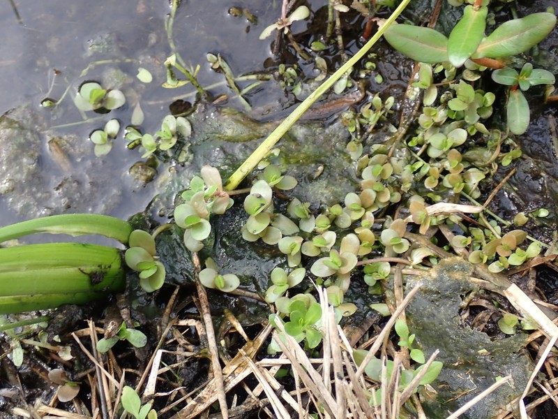 Creeping Waterhyssop photo 7