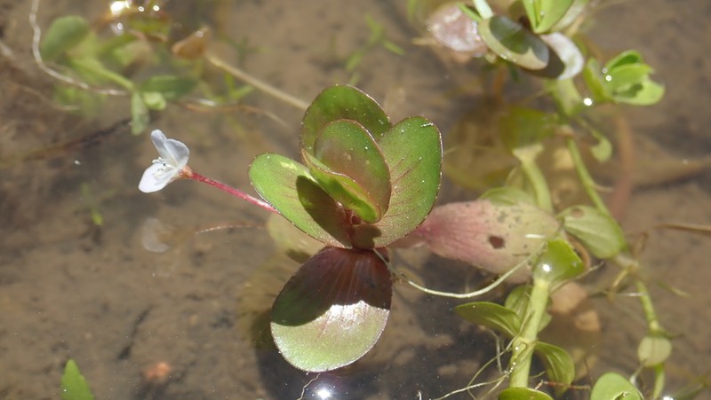 Creeping Waterhyssop photo 8