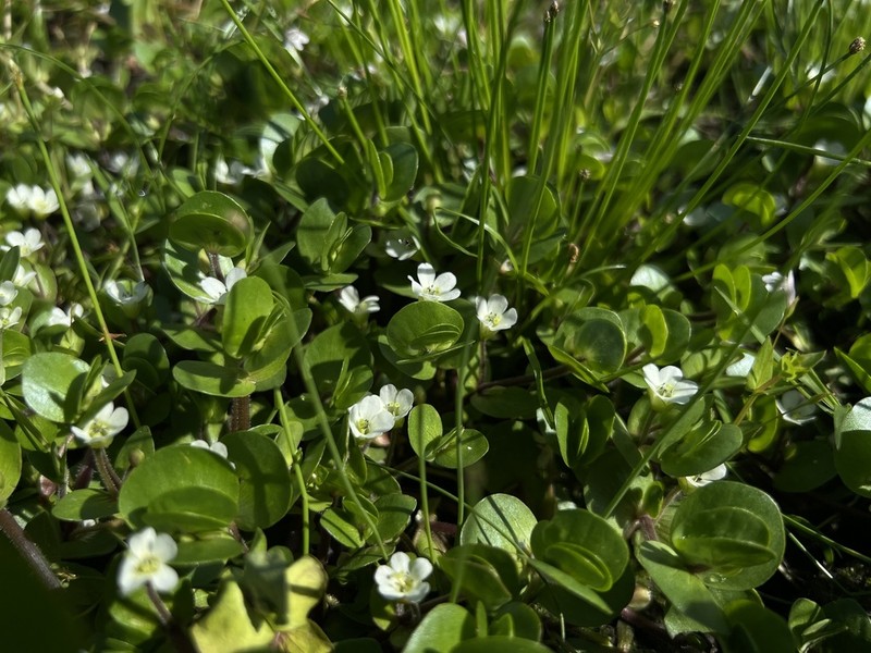 Disk Waterhyssop photo 2